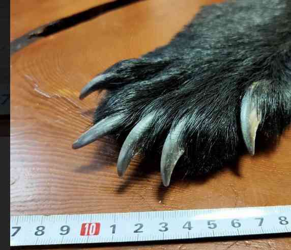【秋田・クマ4人襲撃】「耳たぶが裂けてプランプラン」「指が頭に食い込んだ」被害者たちが語る「戦慄の瞬間」
