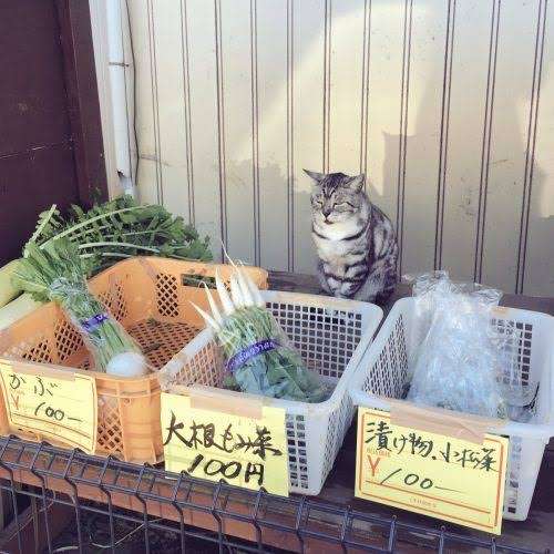 無人販売所ってどう思う？
