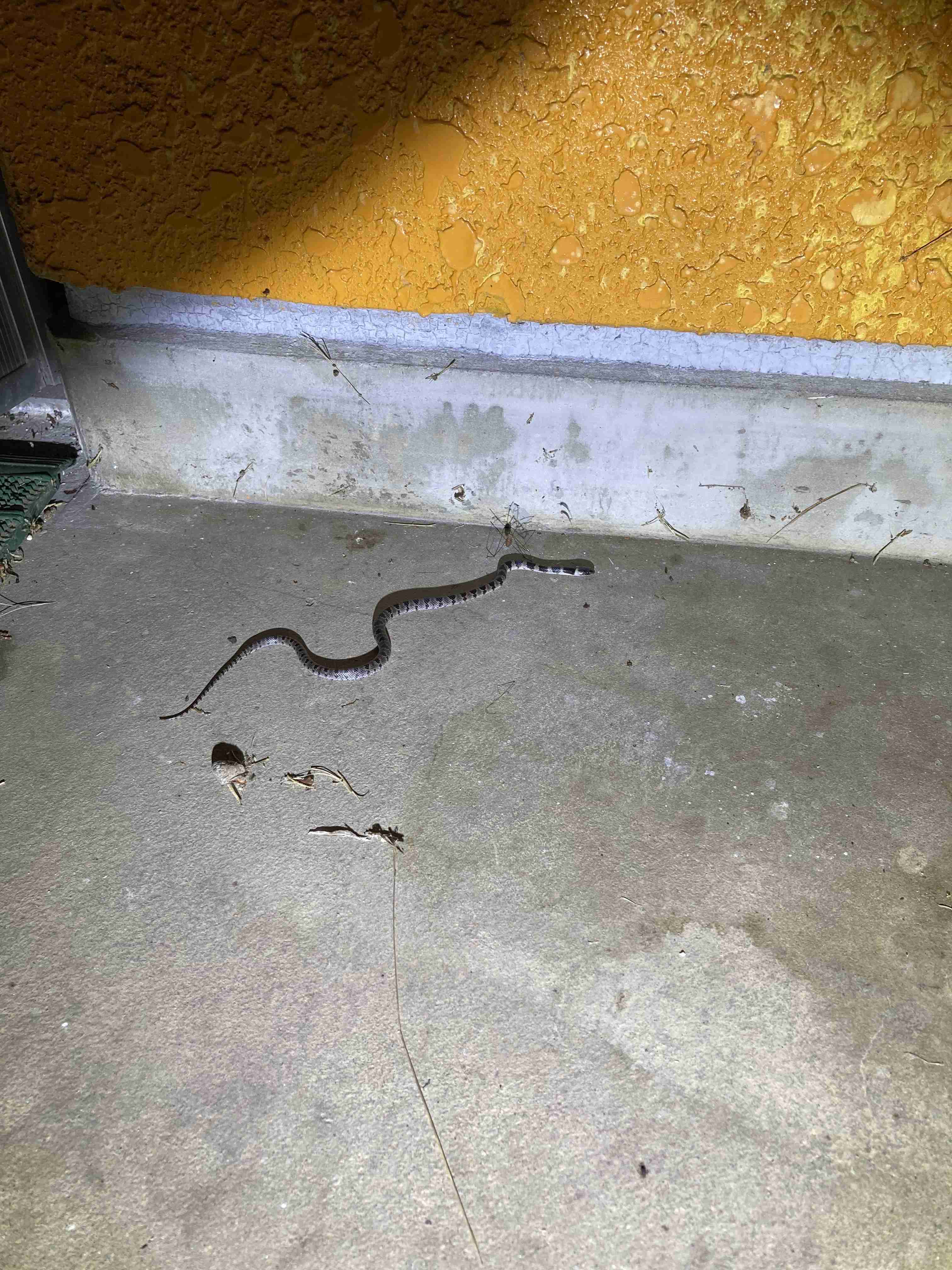 【動物】絶滅危惧種について語ろう【植物】