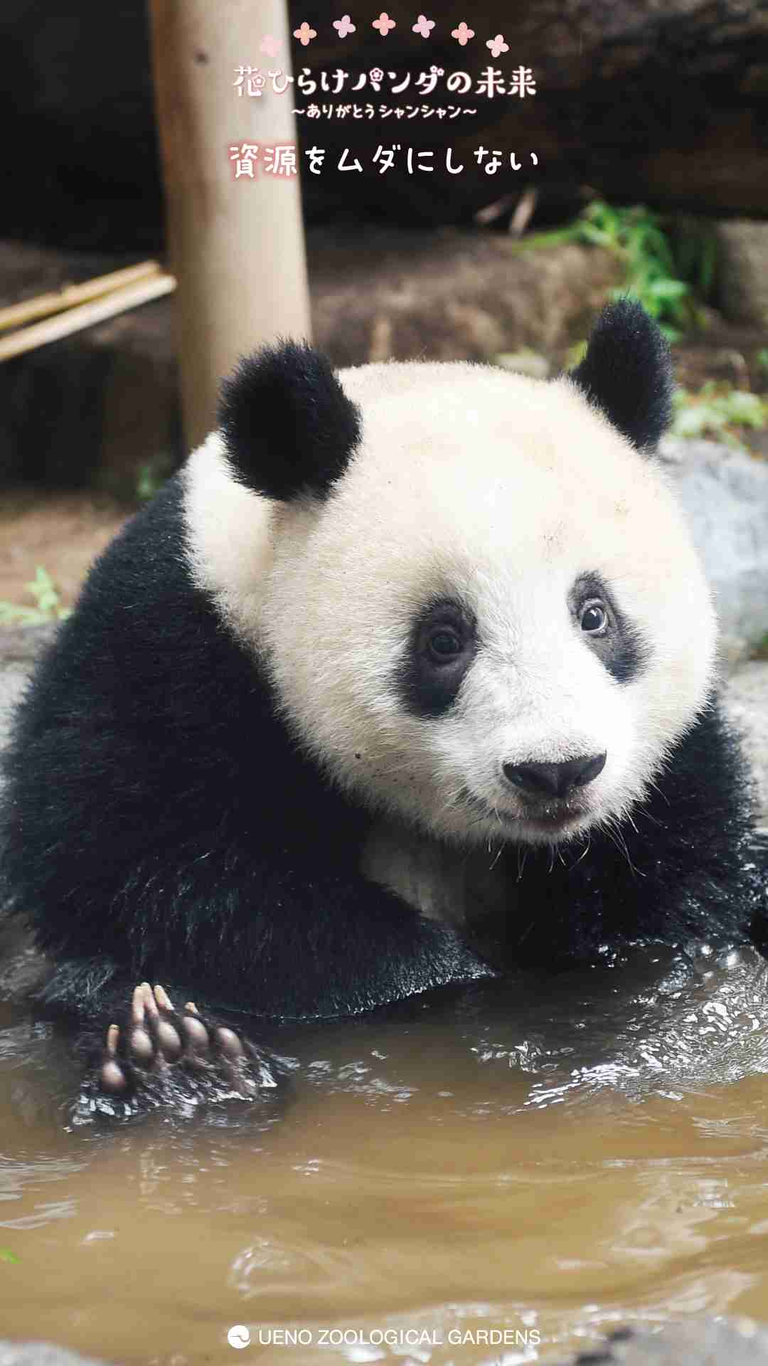 【動物】絶滅危惧種について語ろう【植物】