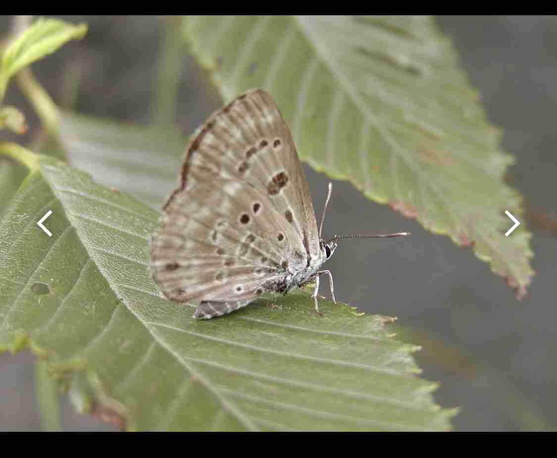 【動物】絶滅危惧種について語ろう【植物】