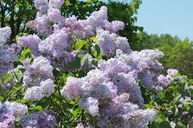 植物の名前でしりとり🍀ついでに名前を覚えよう Part6