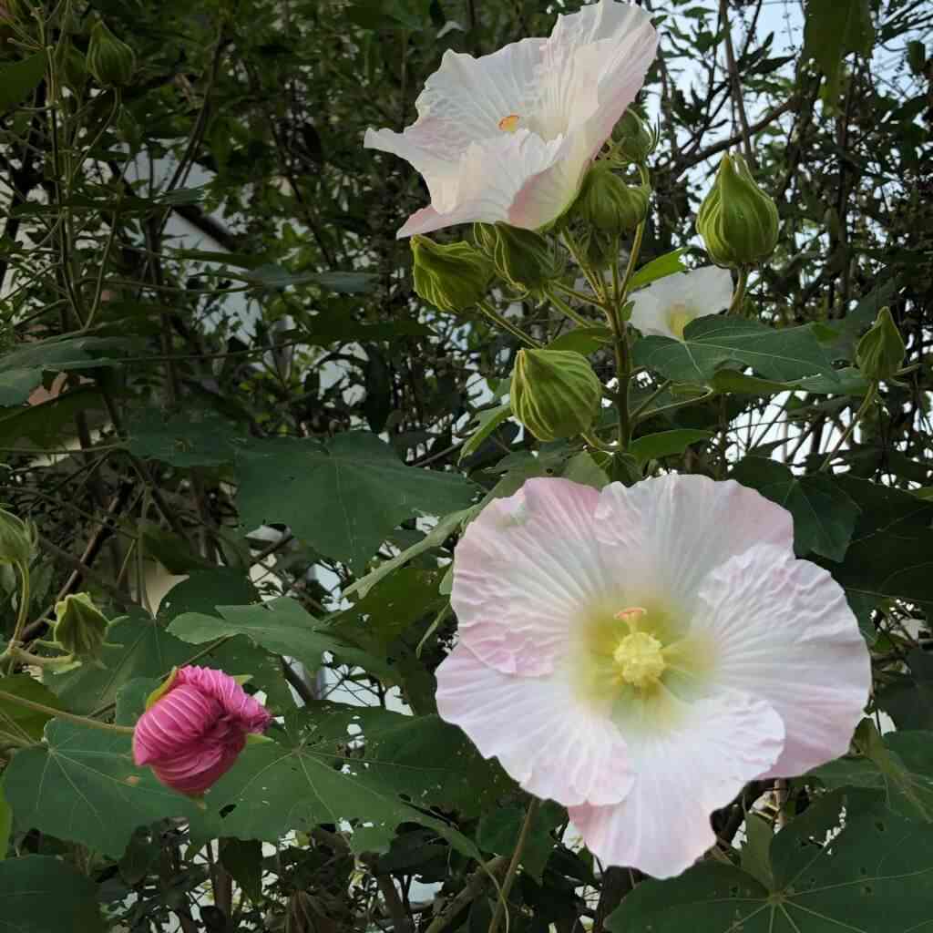 植物の名前でしりとり🍀ついでに名前を覚えよう Part6