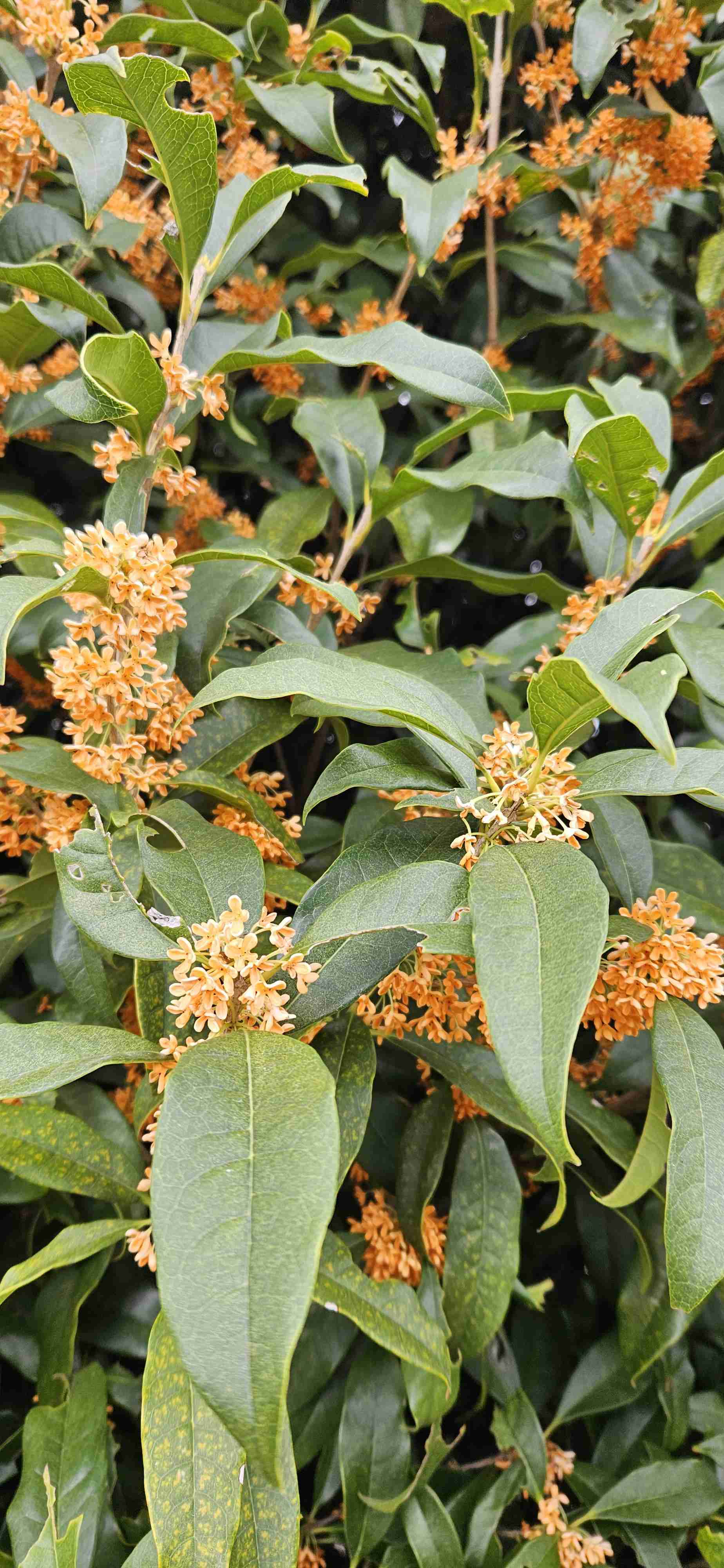 金木犀の香りが好きな人の語らいの場