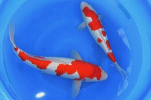 ちょっと一言 〜画像を添えて〜part5