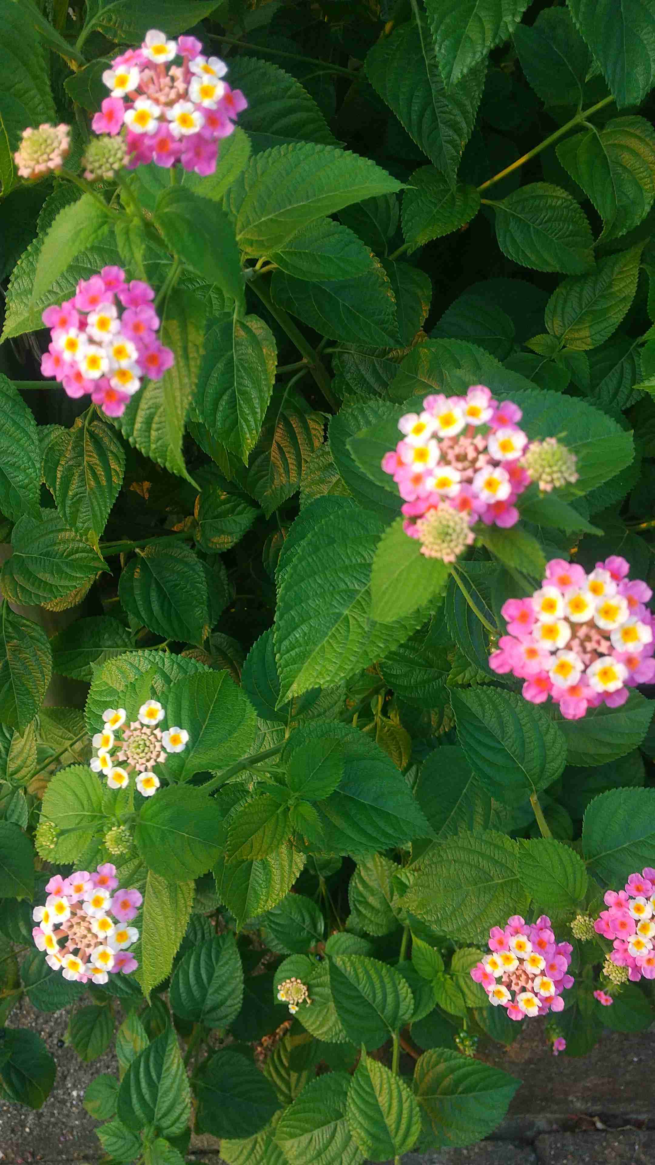 ちょっと一言　〜画像を添えて〜part5