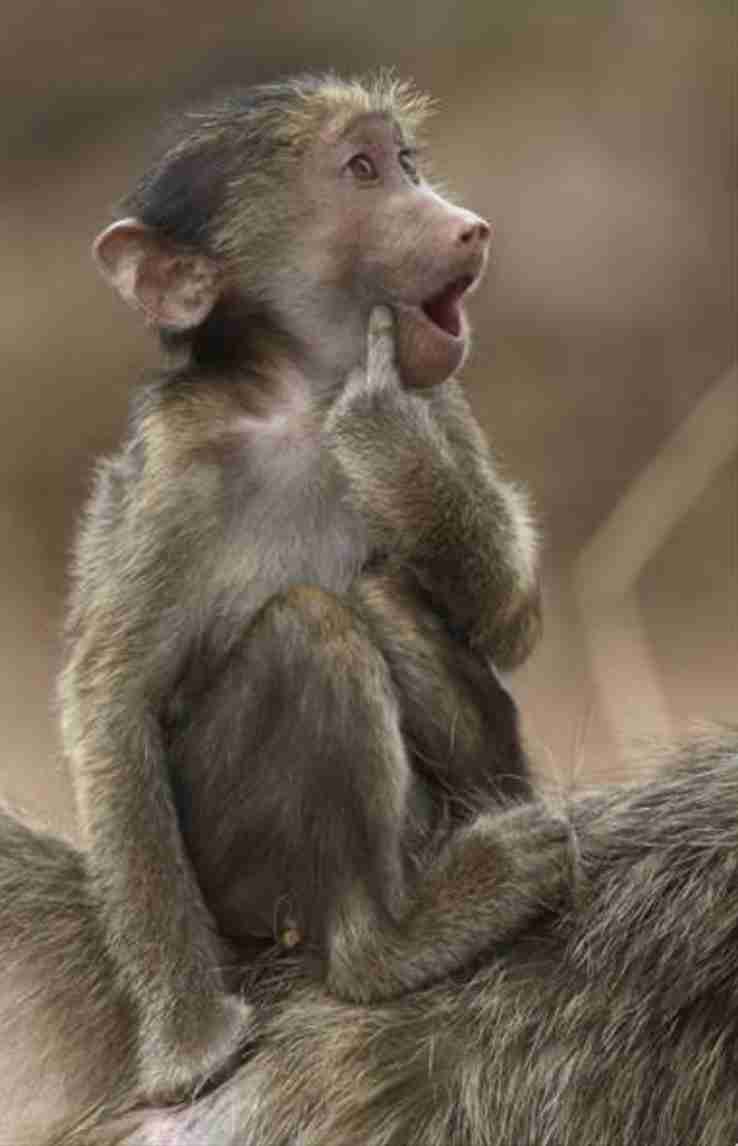 ユニークなシーンを激写!「野生動物面白写真コンテスト」ファイナリスト発表 エアギターなカンガルーやタンゴを踊る馬など41作品