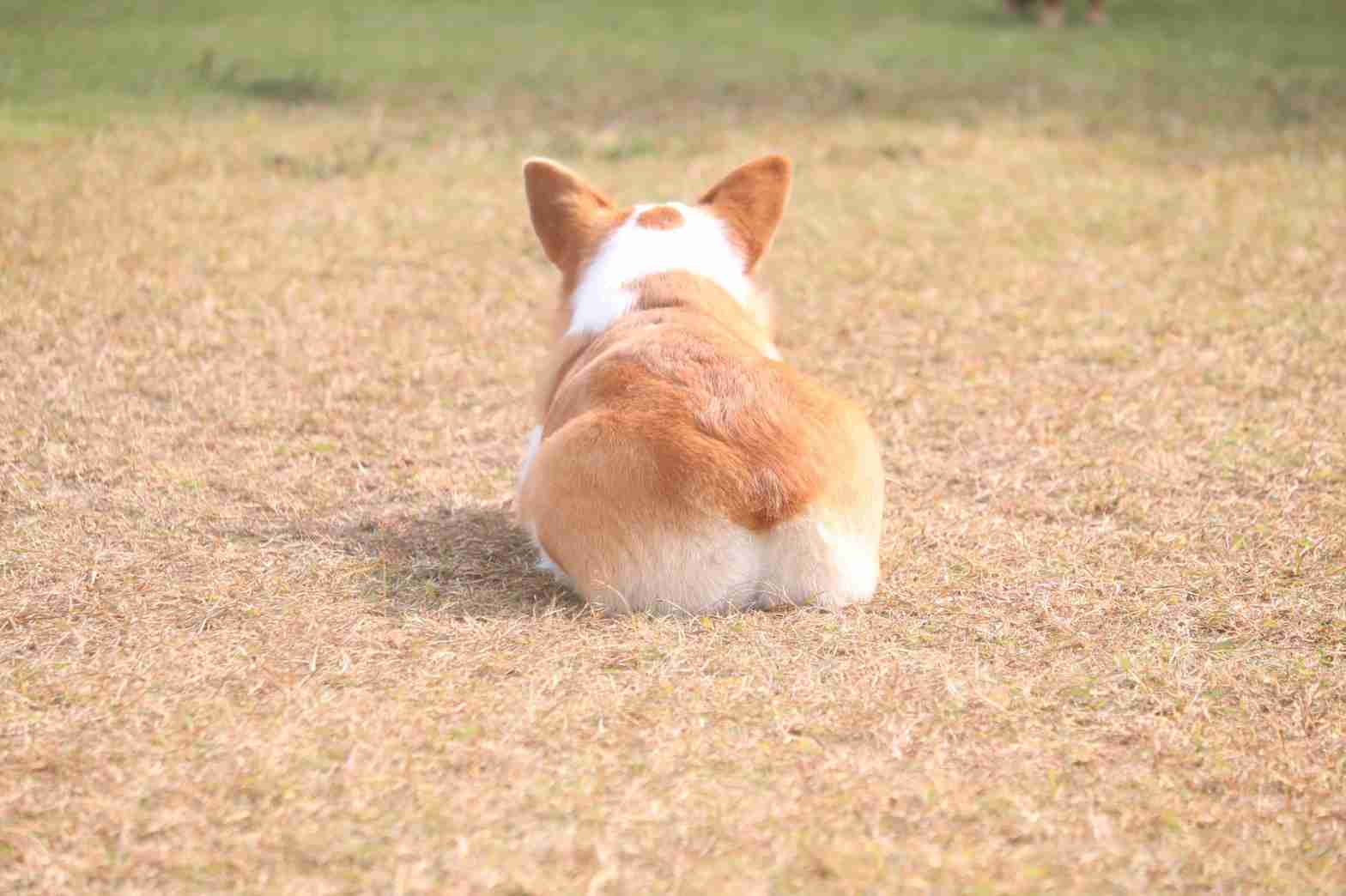 コーギー大好き♡