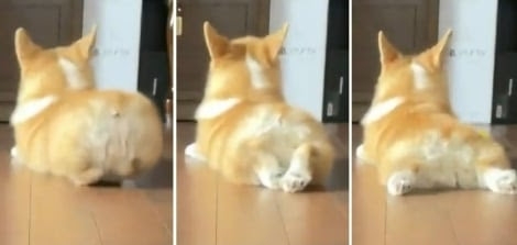 コーギー大好き♡