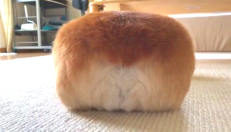 コーギー大好き♡