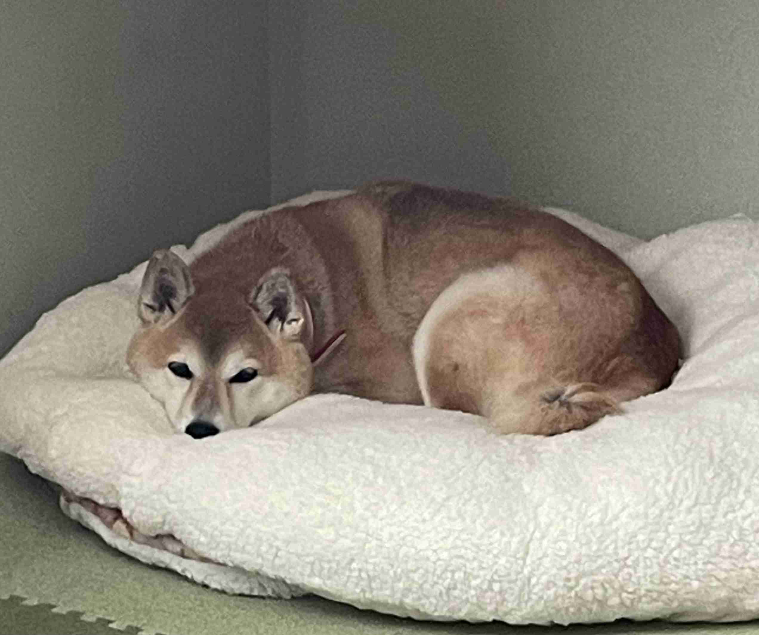 ペット自慢をしてほしい(なんでも可)