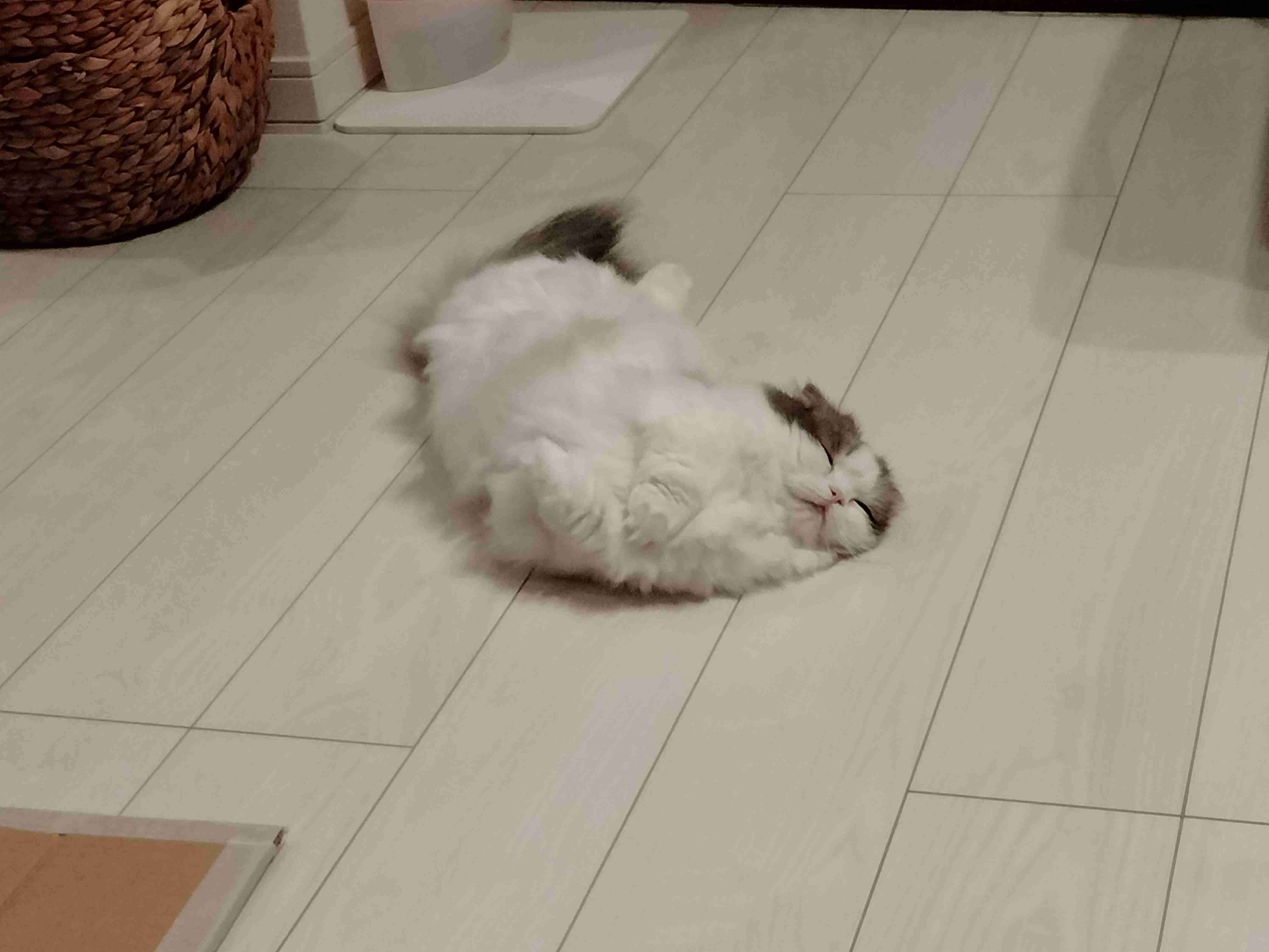 ペット自慢をしてほしい(なんでも可)