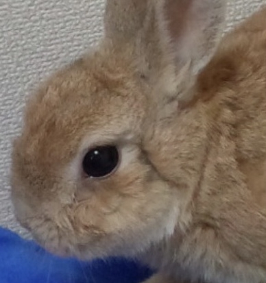 ペット自慢をしてほしい(なんでも可)