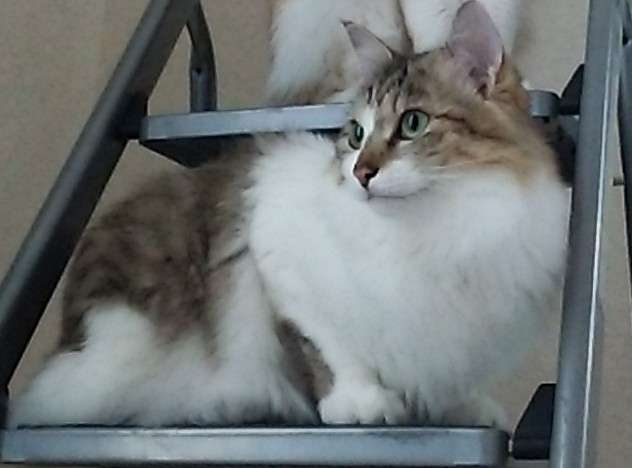ペット自慢をしてほしい(なんでも可)