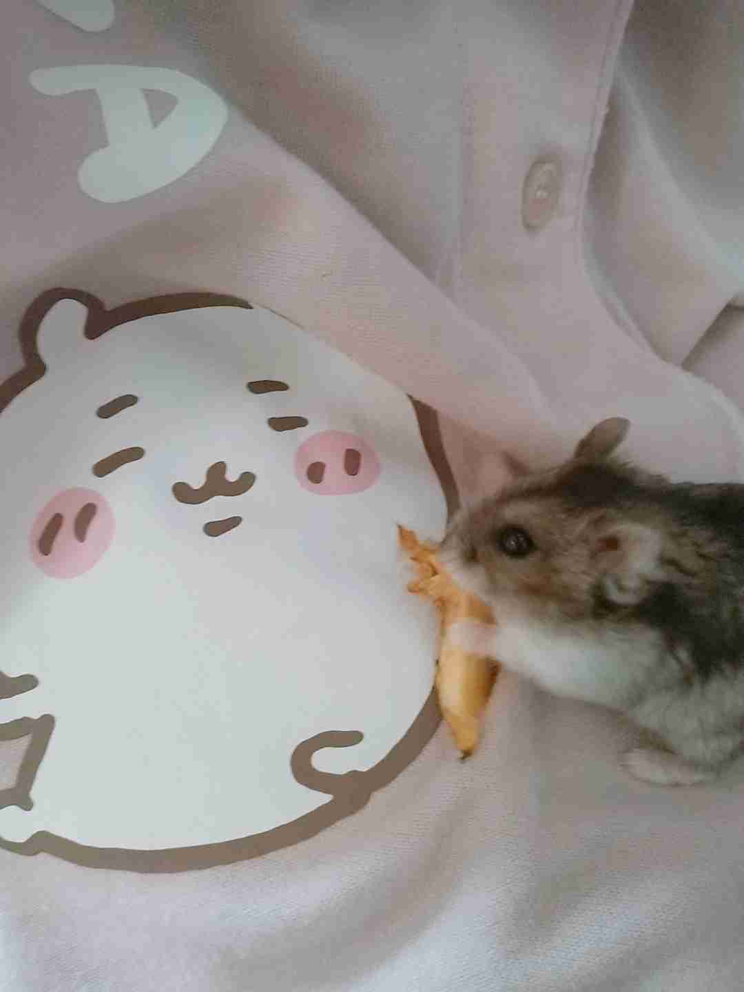 ペット自慢をしてほしい(なんでも可)