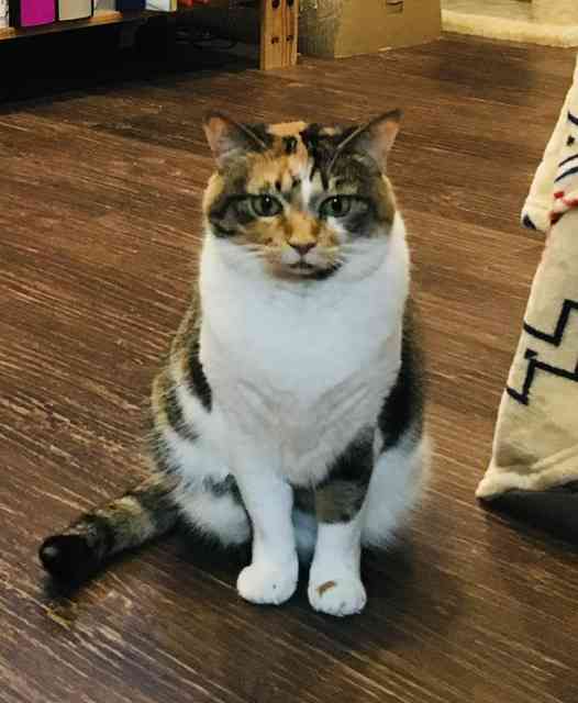 ペット自慢をしてほしい(なんでも可)
