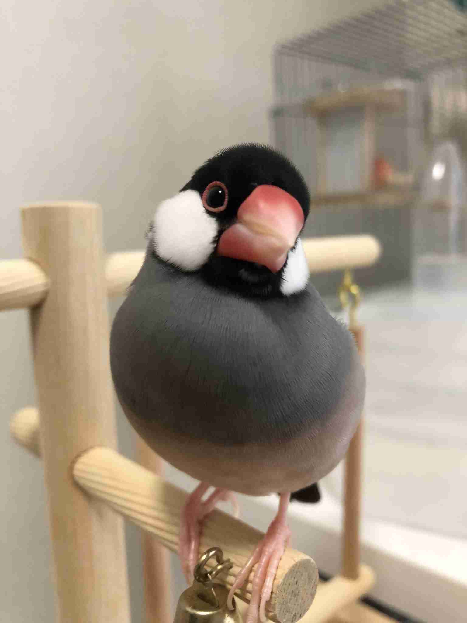 ペット自慢をしてほしい(なんでも可)