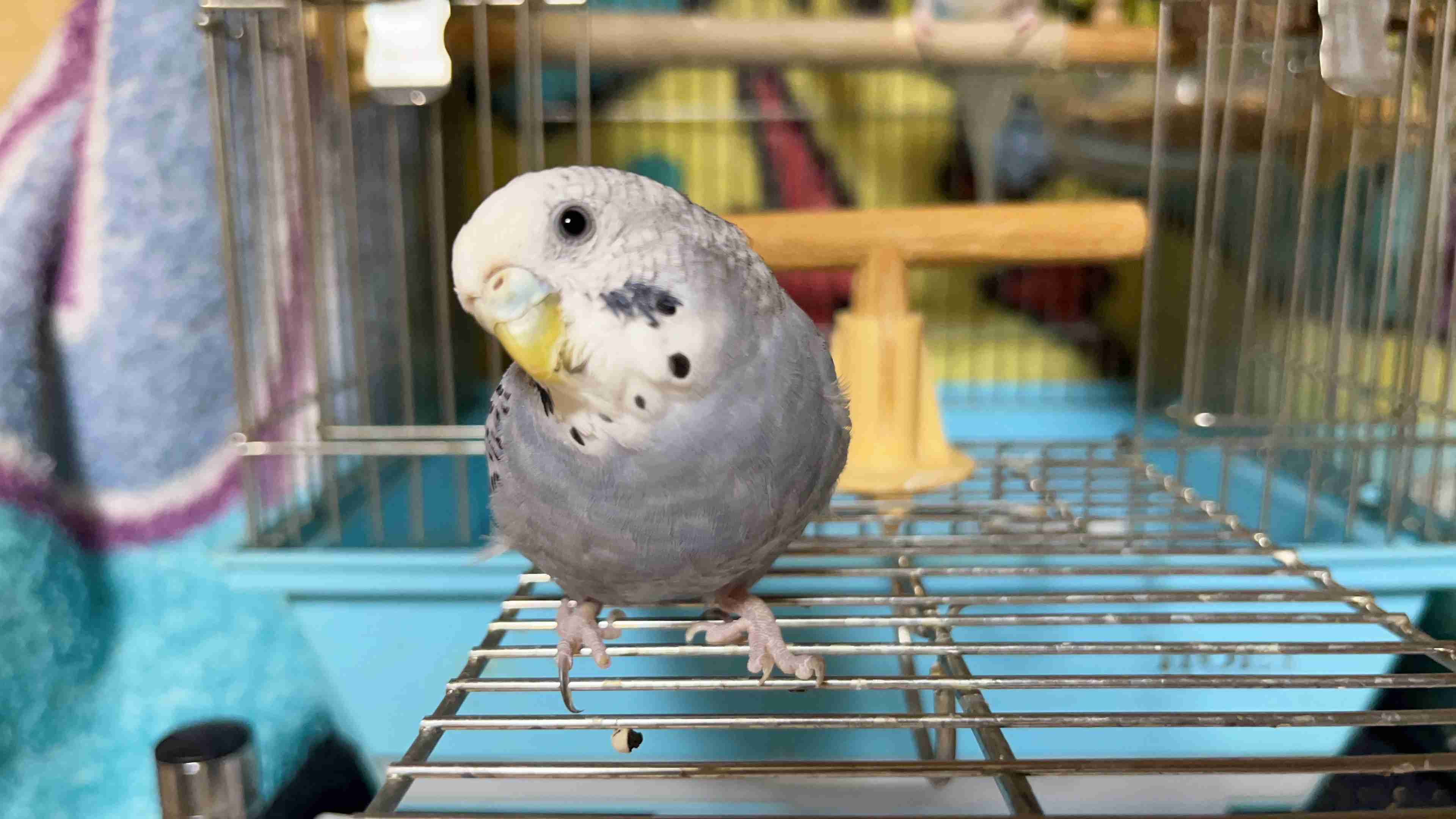 ペット自慢をしてほしい(なんでも可)