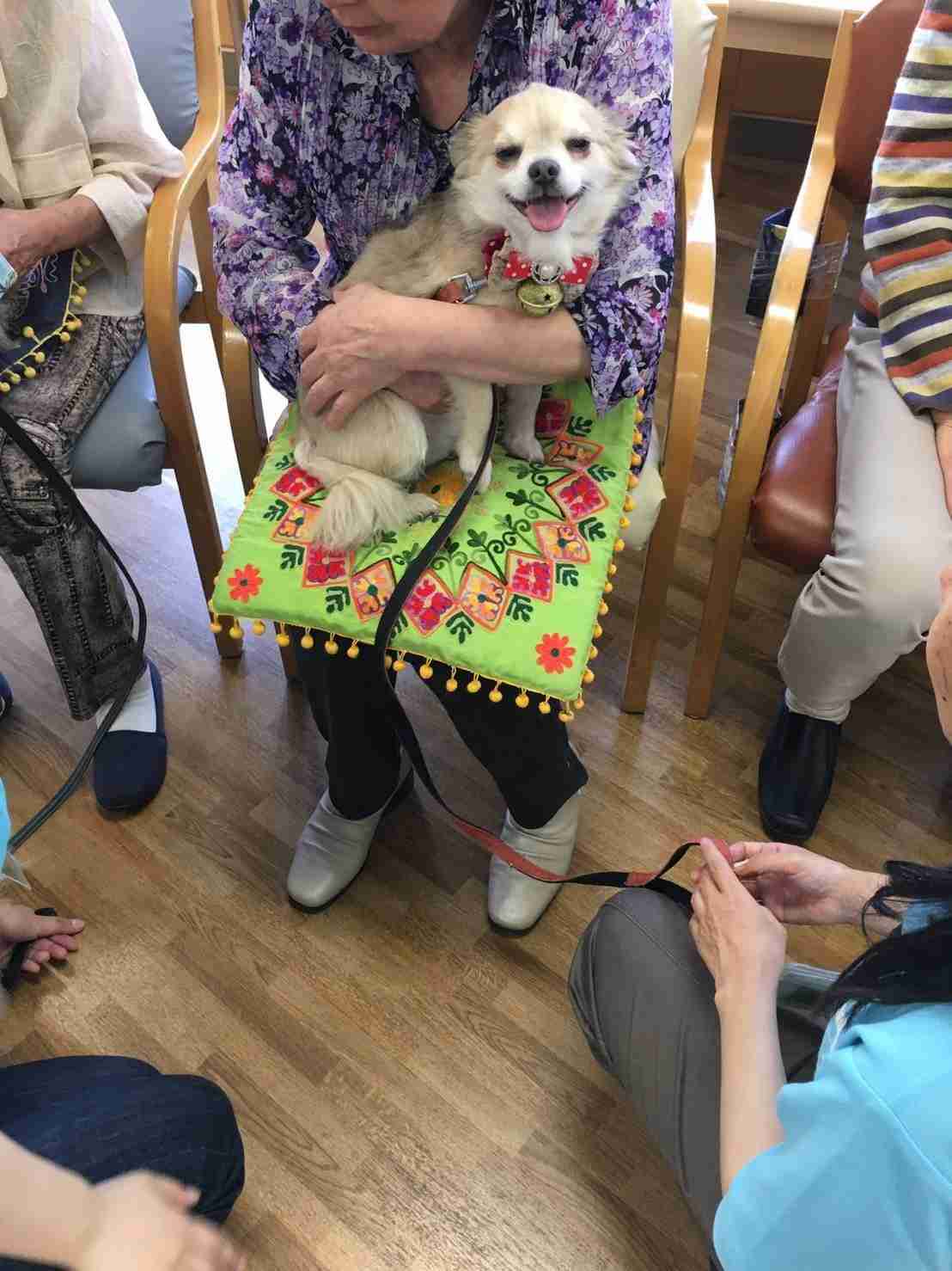 ペット自慢をしてほしい(なんでも可)