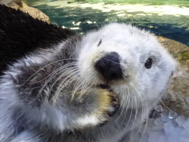 【二次元】鬼滅の刃で彼氏にしたいキャラPart14【妄想】