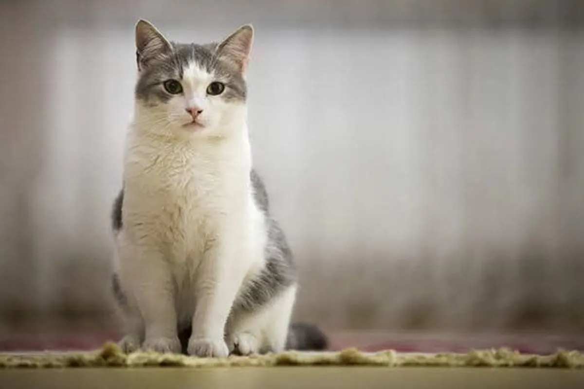 【二次元】鬼滅の刃で彼氏にしたいキャラPart14【妄想】