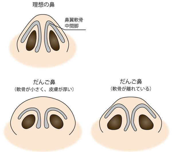 鼻の穴が、丸いのです