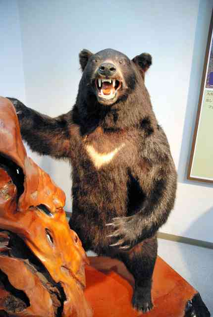 秋田市新屋の住宅街で複数人がクマに襲われけが 5人が病院に運ばれる