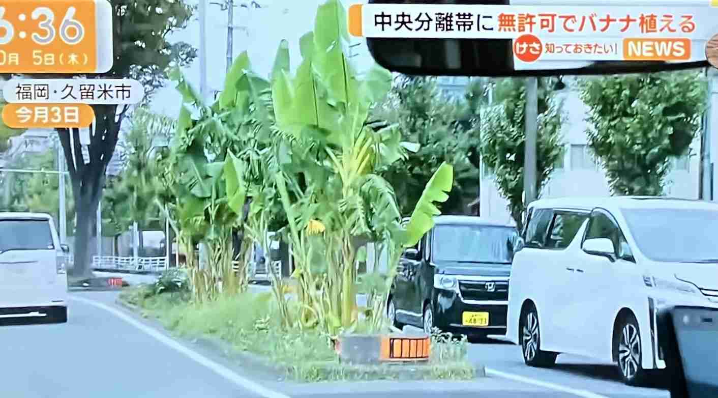 “ヤミ畑”の主を直撃「やめない、知らない」注意無視…河川敷に無許可で　野菜栽培、ニワトリ小屋も