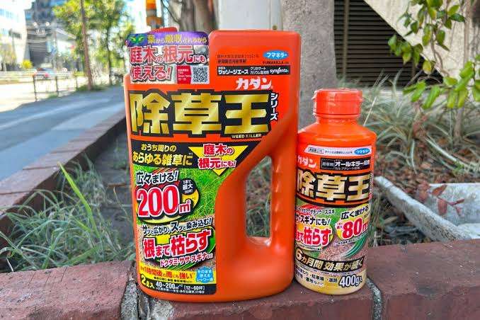 中央分離帯に“勝手にバナナ”　市が伐採求めるも男性応じず