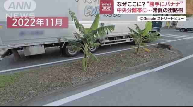 中央分離帯に“勝手にバナナ”　市が伐採求めるも男性応じず