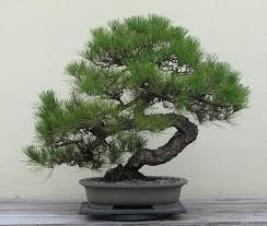 🌲鉢植えにおすすめの木🌲