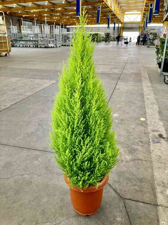 🌲鉢植えにおすすめの木🌲