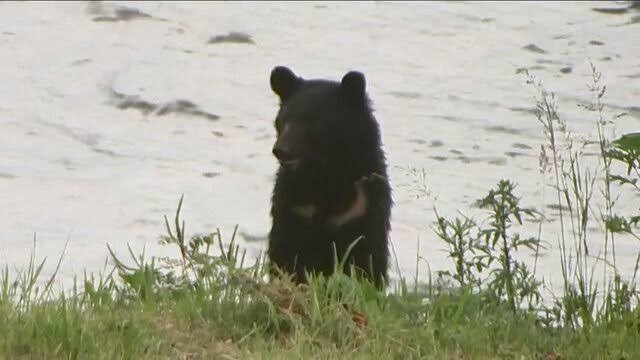 秋田県のクマ3頭「なぜ殺したのか」　県外から苦情殺到、「住民の命守るためご理解を」