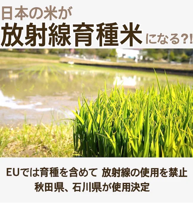 秋田県のクマ3頭「なぜ殺したのか」　県外から苦情殺到、「住民の命守るためご理解を」