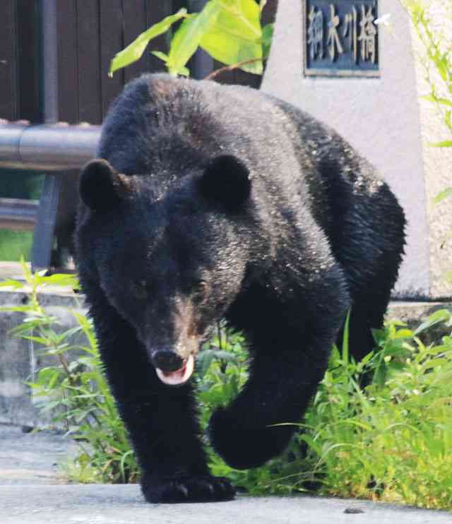秋田県のクマ3頭「なぜ殺したのか」　県外から苦情殺到、「住民の命守るためご理解を」