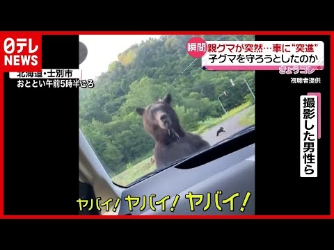 秋田のクマ被害、駆除への“無責任”クレームに近隣住民が猛反論「子どもの命がかかっている」
