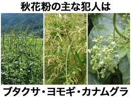 秋の花粉症