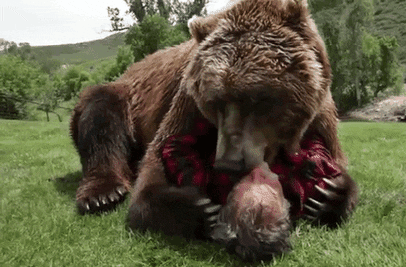 ヒグマ追いかけ写真撮る観光客ら、人慣れすると「事故の危険性」…30m未満の接近など禁じる規制