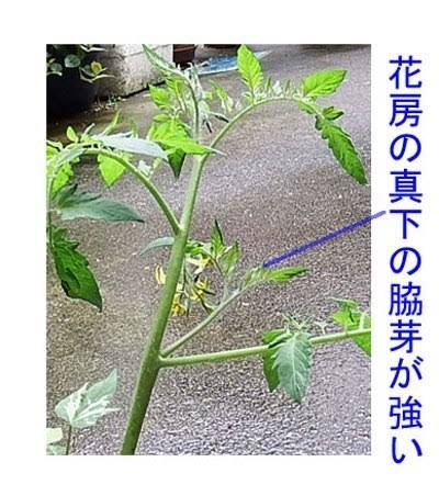 🌿葉挿し•挿し木で育つ植物🌱