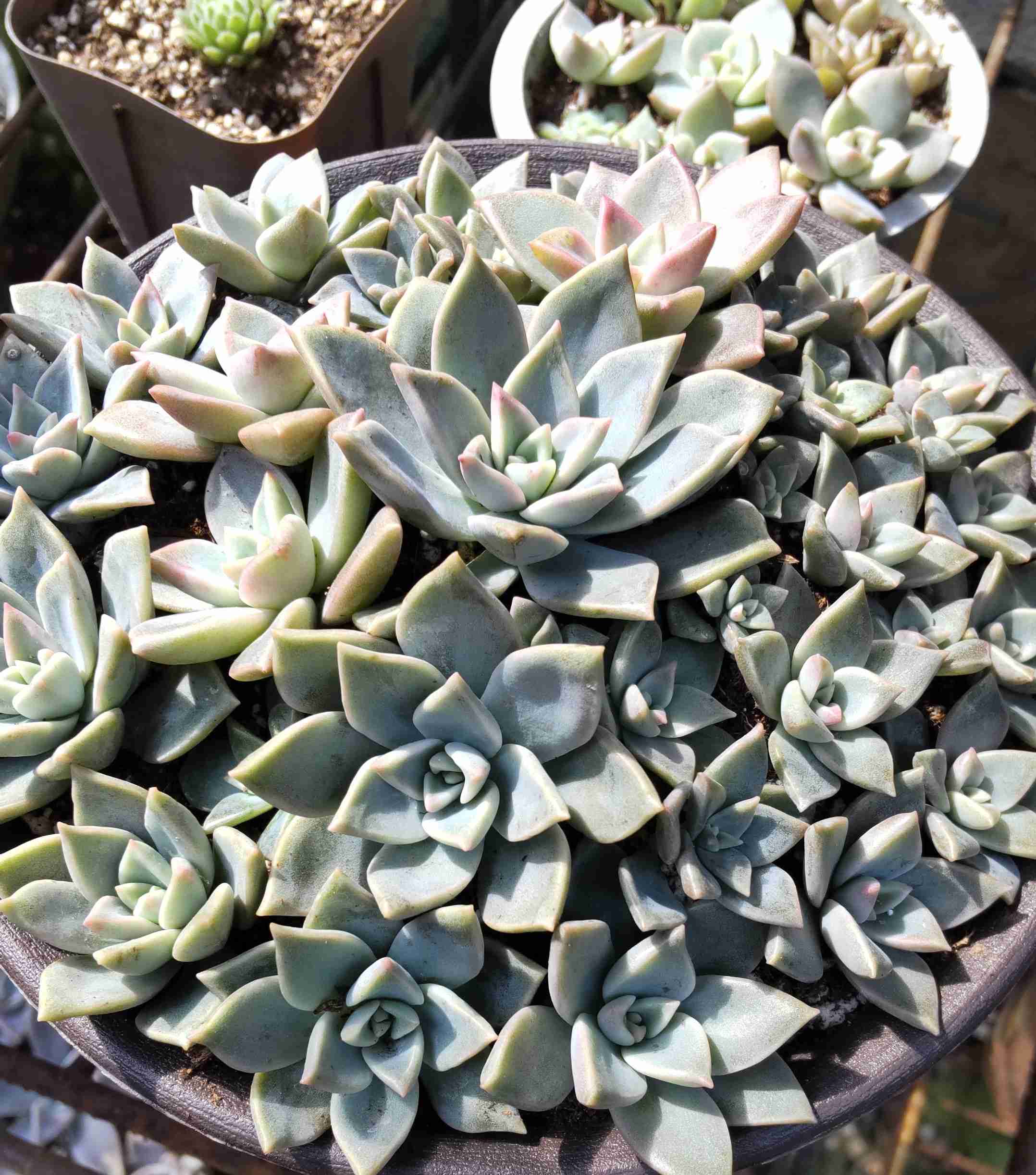 🌿葉挿し•挿し木で育つ植物🌱