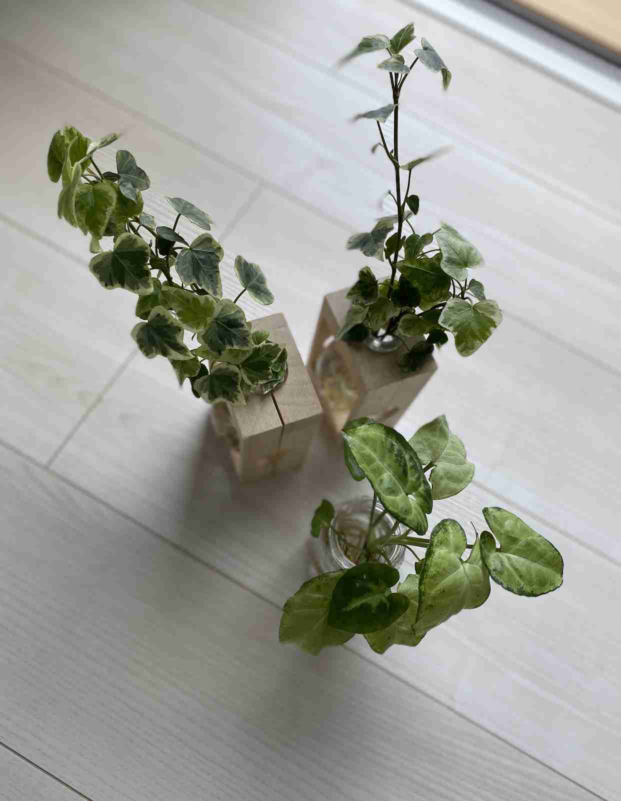 🌿葉挿し•挿し木で育つ植物🌱