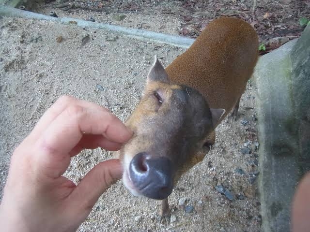 害獣「キョン」が大繁殖　千葉に7万頭超…人に慣れペットのように庭にすみ着く　「決して触れないで」と専門家