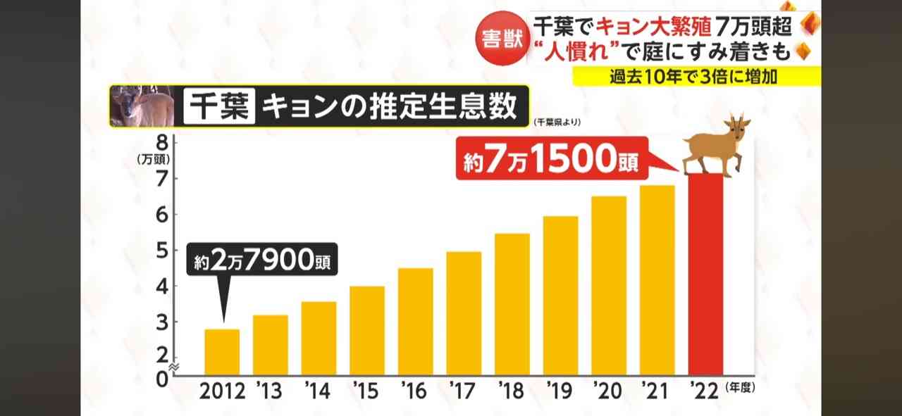 害獣「キョン」が大繁殖　千葉に7万頭超…人に慣れペットのように庭にすみ着く　「決して触れないで」と専門家