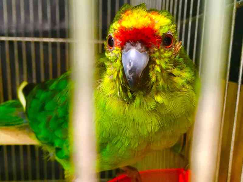 まるで天気予報図!?　ビリー・アイリッシュの新ヘアカラーをめぐり「おしゃれ」「迷走しすぎ」とSNSで賛否両論