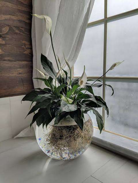 【情報求む】水耕栽培できる植物【花 ☘ 野菜】