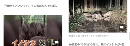 クマだけじゃない「イノシシ被害」の壮絶な実態…作物が食い尽くされて「農業を断念」、自分たちが食べる米が確保できない農家も