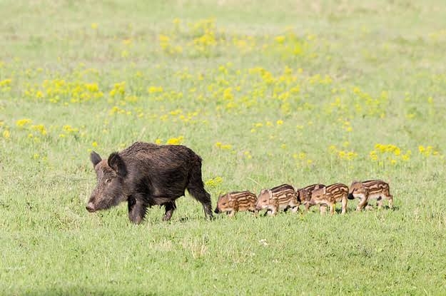 クマだけじゃない「イノシシ被害」の壮絶な実態…作物が食い尽くされて「農業を断念」、自分たちが食べる米が確保できない農家も