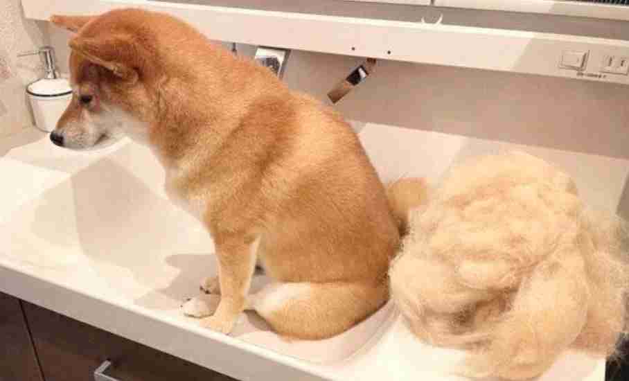 意味がないと知りながらやっていること