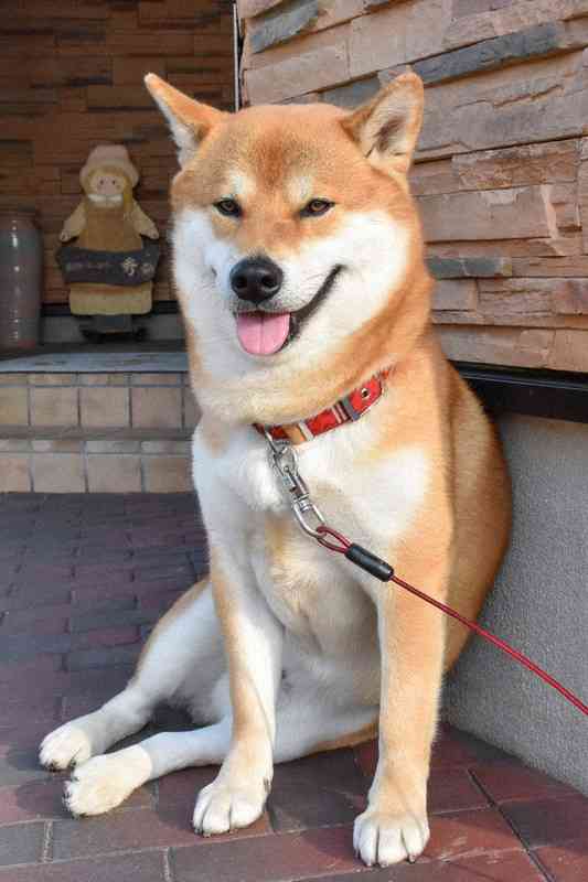 「全国の宿 自慢の看板犬ランキング」2023発表　2位は栃木・那須温泉のゴールデンレトリバー、1位は？