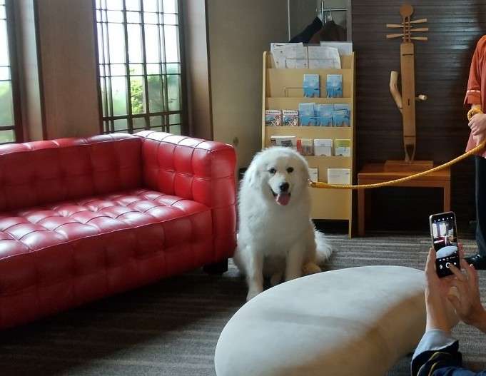 「全国の宿 自慢の看板犬ランキング」2023発表　2位は栃木・那須温泉のゴールデンレトリバー、1位は？